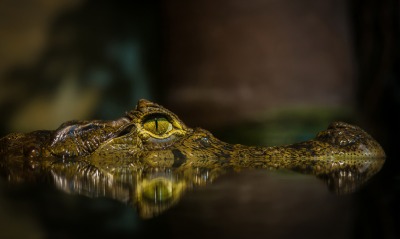 крокодил, в воде