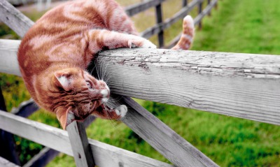 кот, на заборе