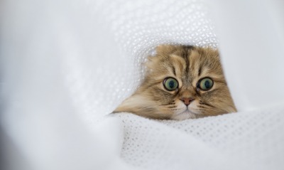 кот, под одеялом
