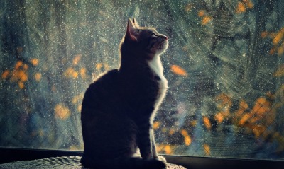 кот, на окне