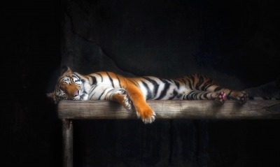 тигр, спящий