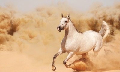 лошадь, пустыня