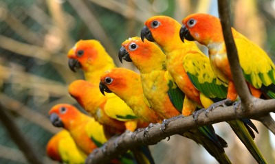 попугаи, желтые