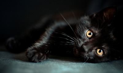 котенок, черный