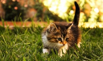 Котенок на траве
