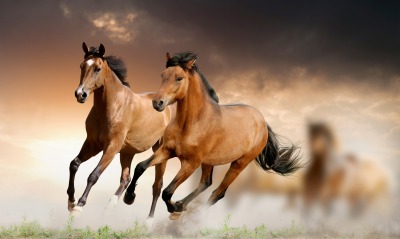 лошади, скачущие