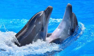 дельфины, в бассейне