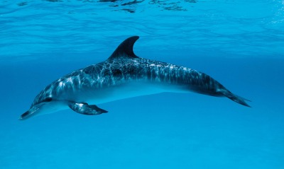 дельфин, под водой