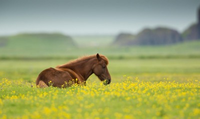 лошадь, поле