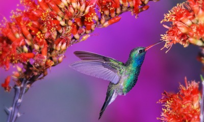 Колибри птичка цветы