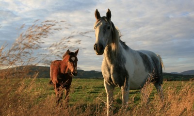 лошади, поле