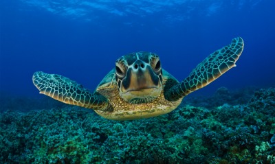 морская черепаха