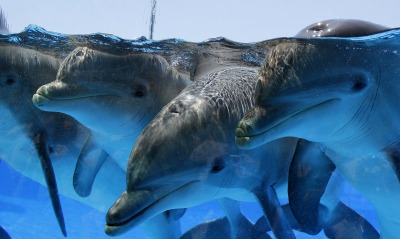 природа, дельфины