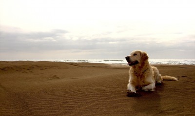 собака, песок