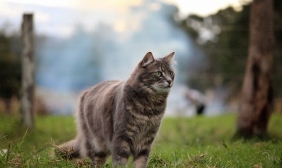кот, на траве