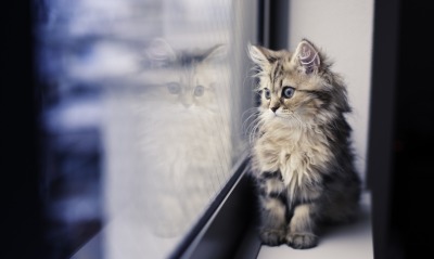 котенок, на окне