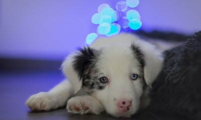 белая собака щенок