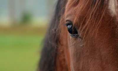 лошадь, глаза