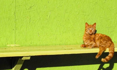 кот на лавке cat on the bench