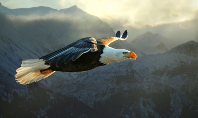 орел, полет
