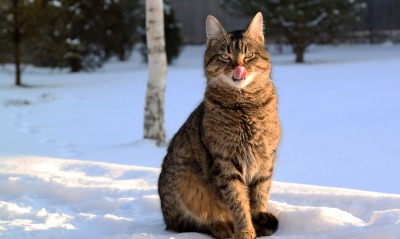 кот, на снегу