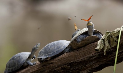 Бабочка на носу черепахи