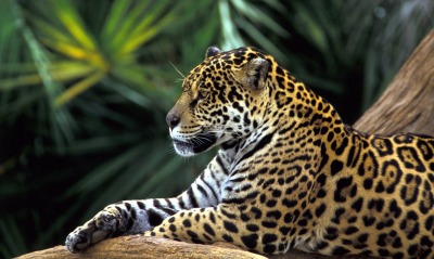 леопард, природа, грация