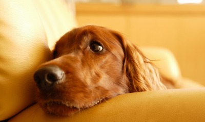 собака, на диване