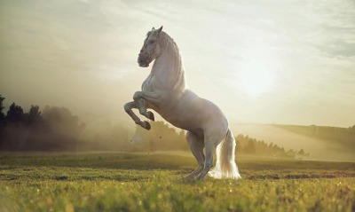 лошадь, белая