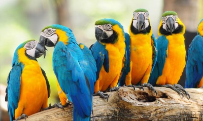 природа животные попугаи птицы