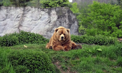 медведь, скала