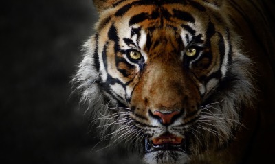 тигр, взгляд
