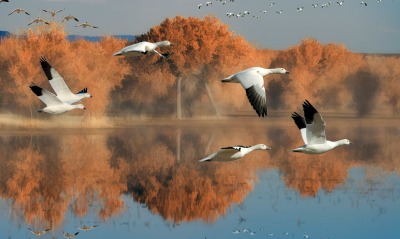 птицы, озеро