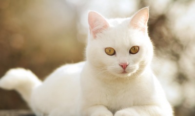 кошка, белая