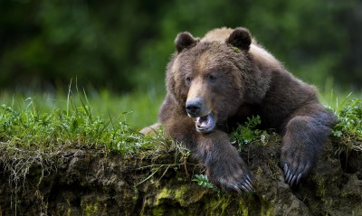 бурый медведь, лес трава