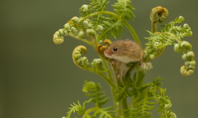 мышка, растение