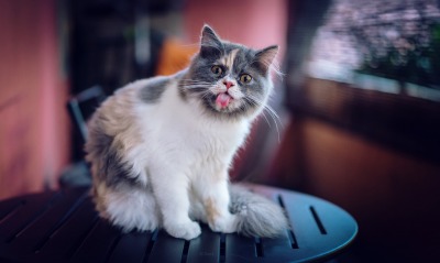 кот, язык
