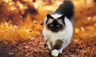 кошка, осень