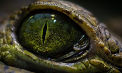 рептилия, глаз