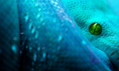 змея, ультрафиолет