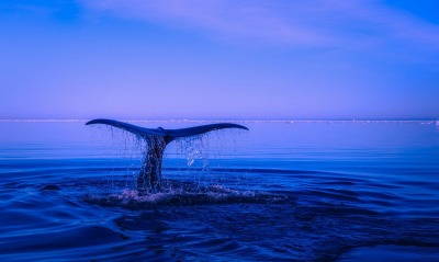 синий кит, море