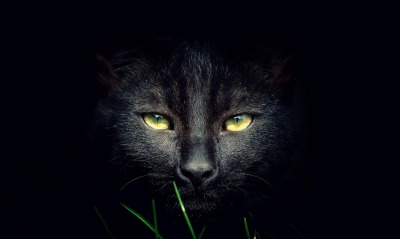 черный кот, глаза
