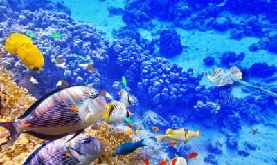 подводный мир, рыбы кораллы