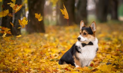 собака, листва