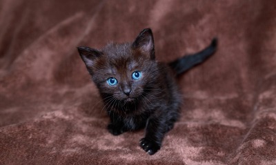 голубоглазый котенок, плед