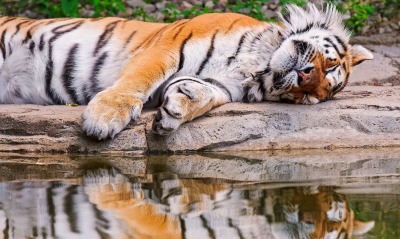 тигр, сон