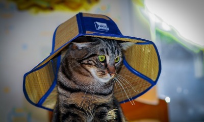 кот, соломенная шляпа
