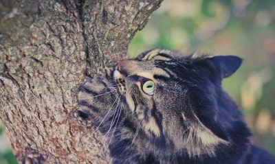 кот, дерево