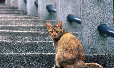 кот, лестница