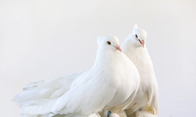 белые голуби, фон